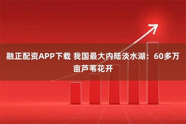 融正配资APP下载 我国最大内陆淡水湖：60多万亩芦苇花开